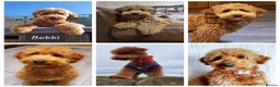 Australian Labradoodle dogs for sale: Health tested Australian Double Doodle  in Lancaster - Advert 9
