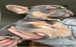 French Bulldog dogs for sale: Gorgeous litter of 4 blue French bulldogs - Advert 4