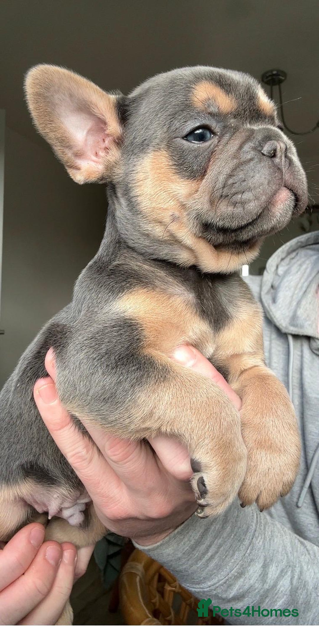 French Bulldog dogs for sale: Gorgeous litter of 4 blue French bulldogs - Advert 4