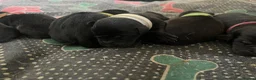 Mixed Breed dogs for sale: Rottweiler X Lab puppies  - Advert 2