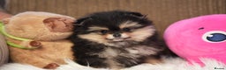 Pomeranian dogs for sale: Tiny pups are ready for new homes - Advert 6