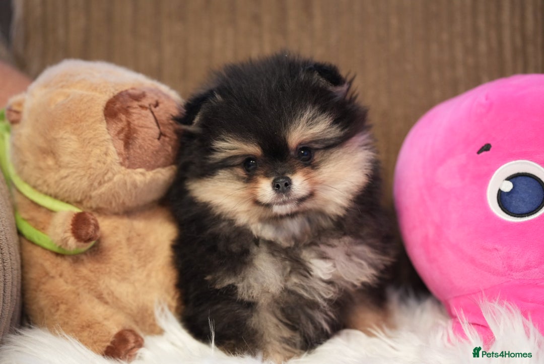 Pomeranian dogs for sale: Tiny pups are ready for new homes - Advert 6
