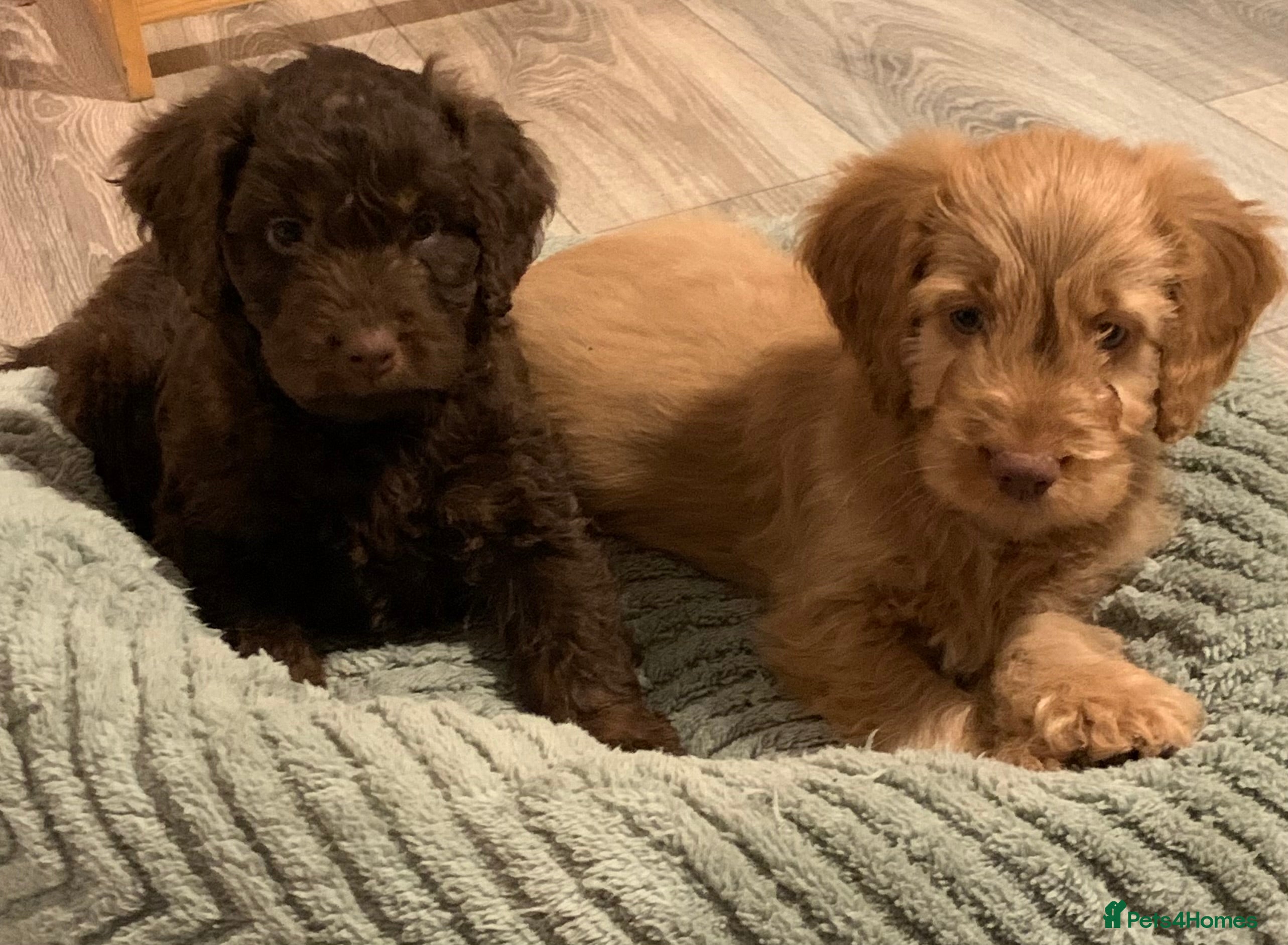 Cockapoo dogs Healthy toy poodle companions  - Advert 6