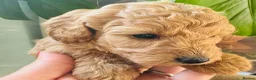 Miniature Poodle dogs for sale: 🐩KC-registered Miniature Poodles Raised with care - Advert 13