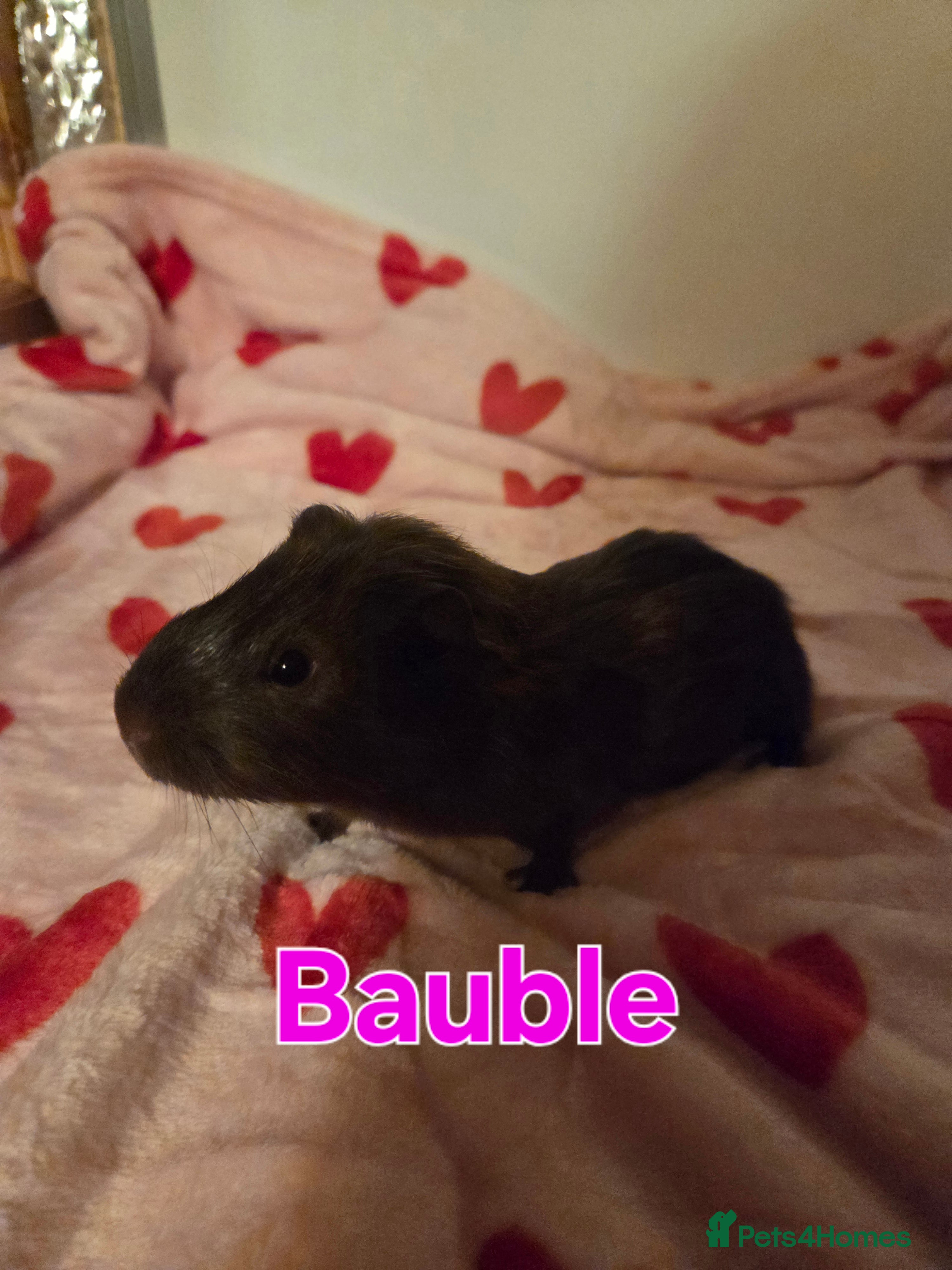 Guinea Pig rodents Gorgeous Baby Girl Guinea Pigs - Advert 17