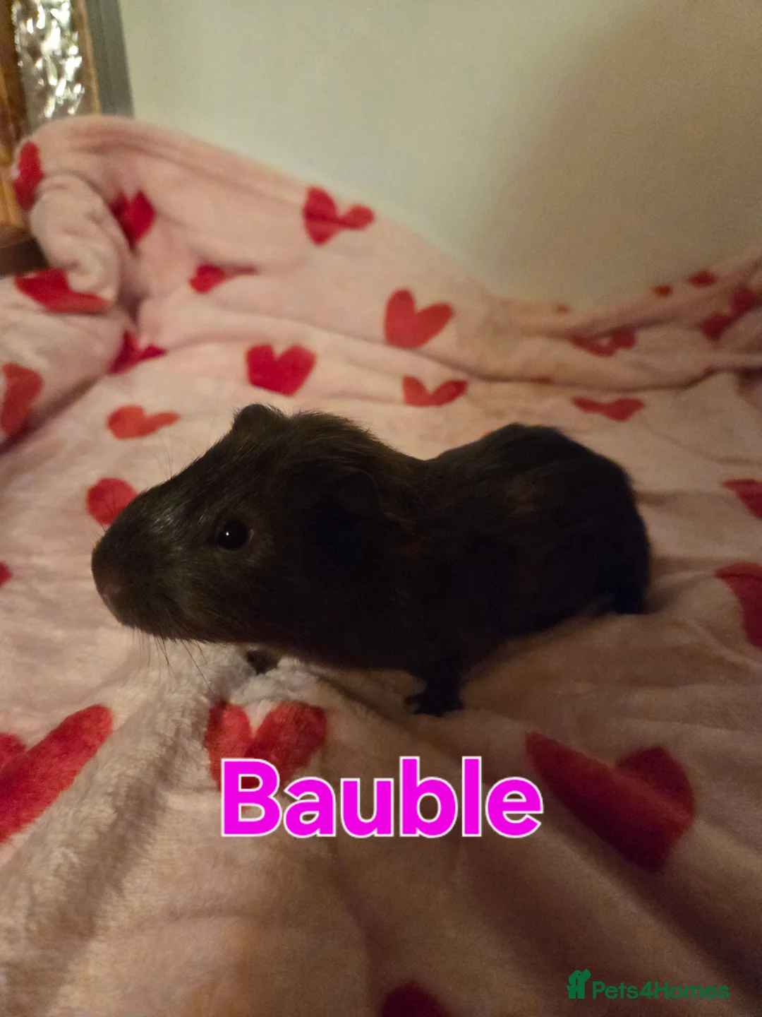 Guinea Pig rodents for sale: Gorgeous Baby Girl Guinea Pigs - Advert 8