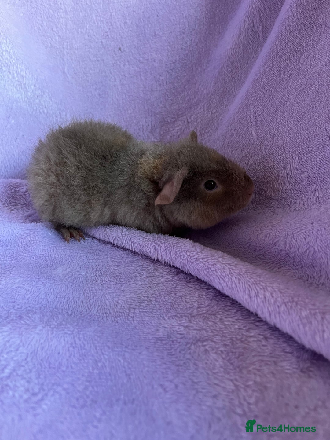 Guinea Pig rodents for sale: 2 teddy brothers  - Advert 5