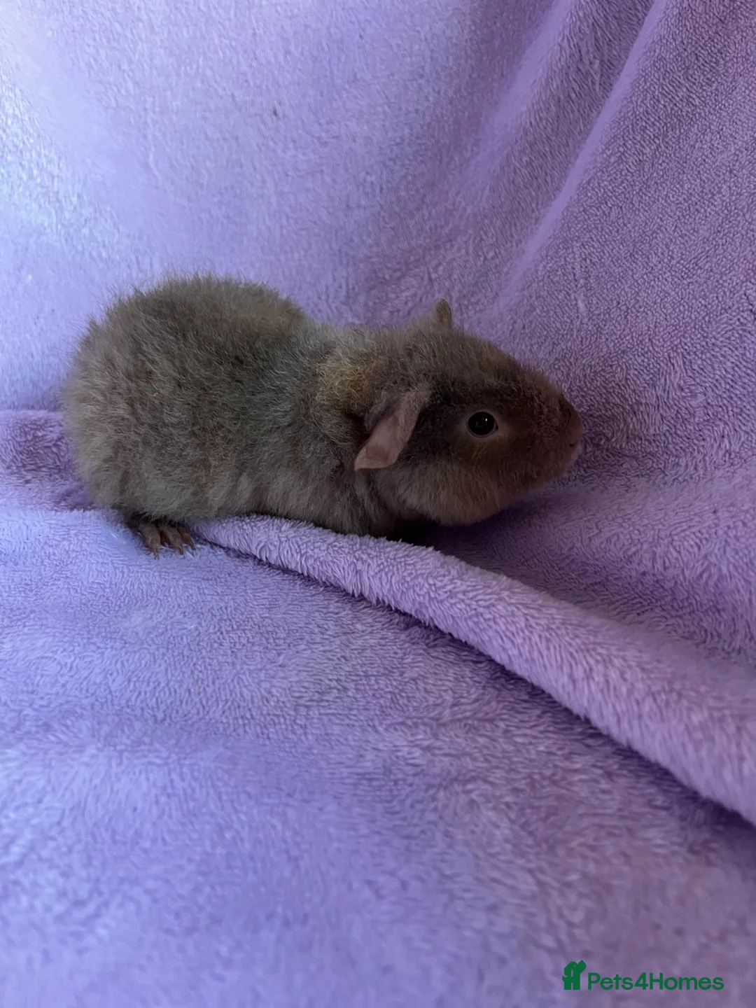 Guinea Pig rodents for sale: 2 teddy brothers  - Advert 5