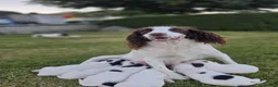 Mixed Breed dogs for sale: Beautiful springer pups in Newry - Advert 2