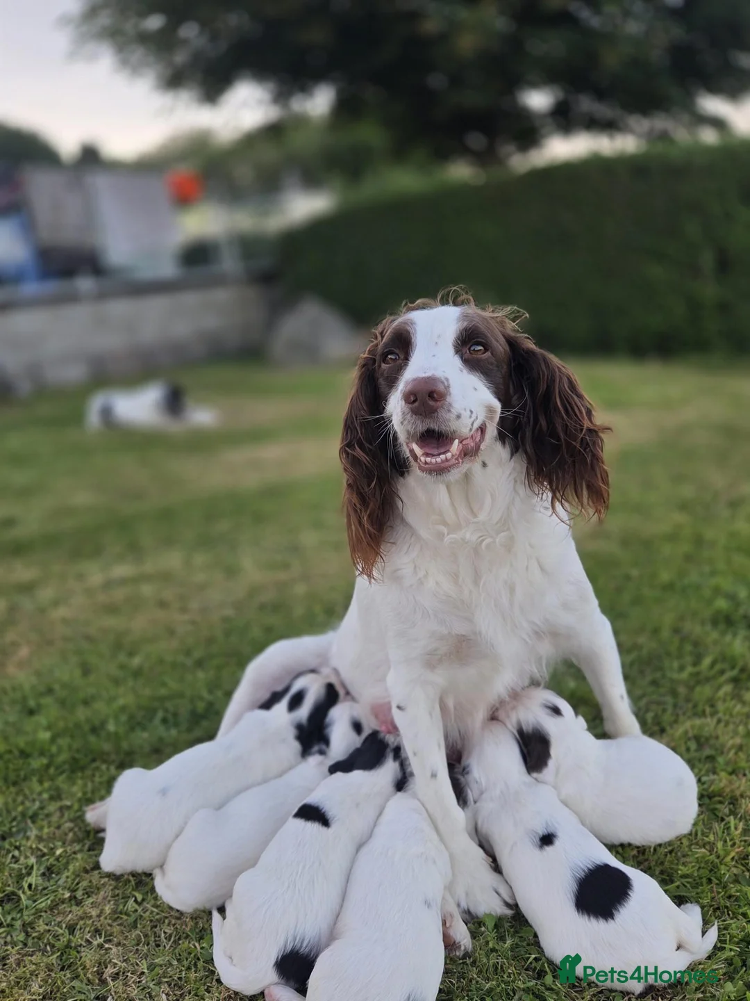 Mixed Breed dogs for sale: Beautiful springer pups in Newry - Advert 2