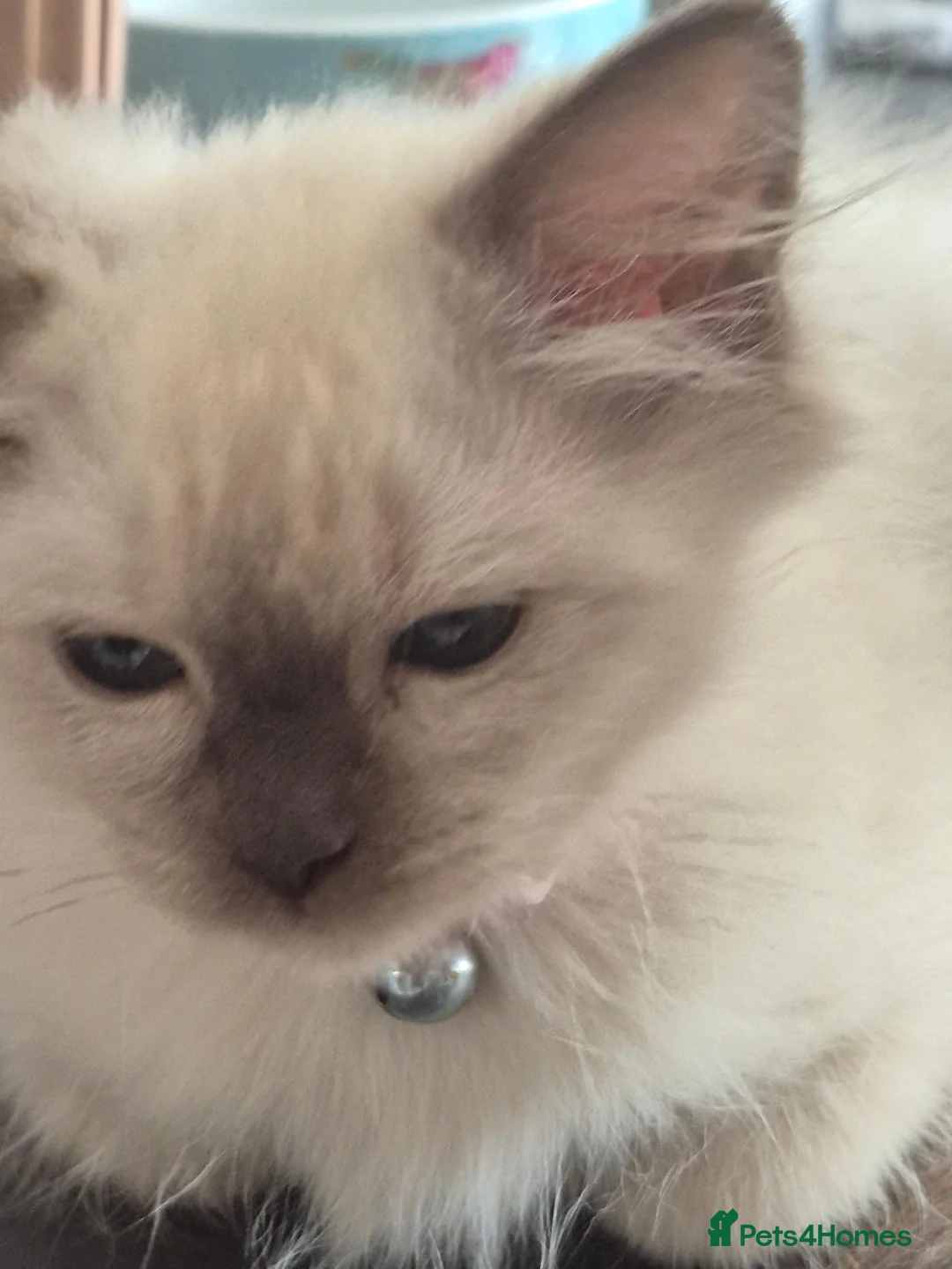 Ragdoll cats for sale: Pretty chocolate mink Ragdoll - Advert 2