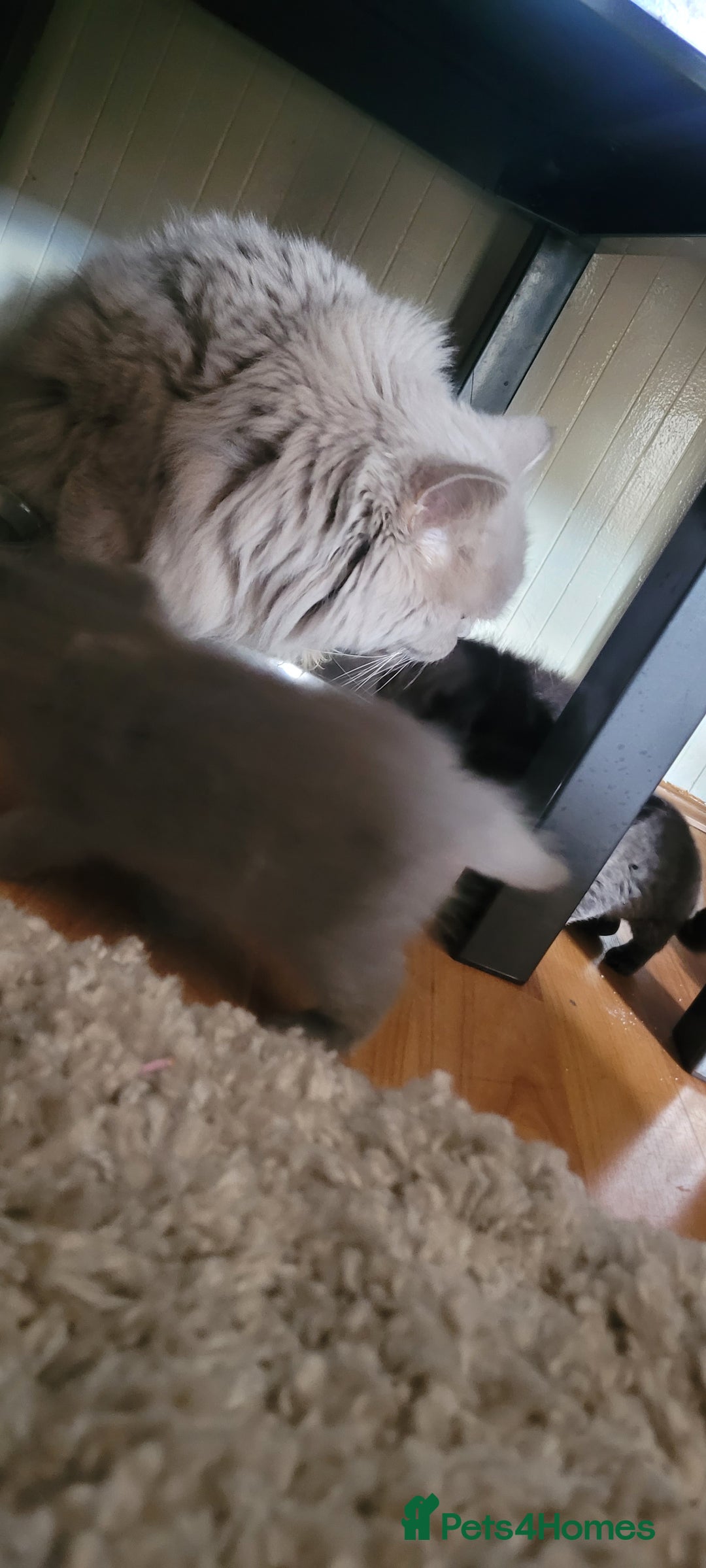 Scottish Fold cats for sale: 4 Scottish Fold kittens with mother - Image 5