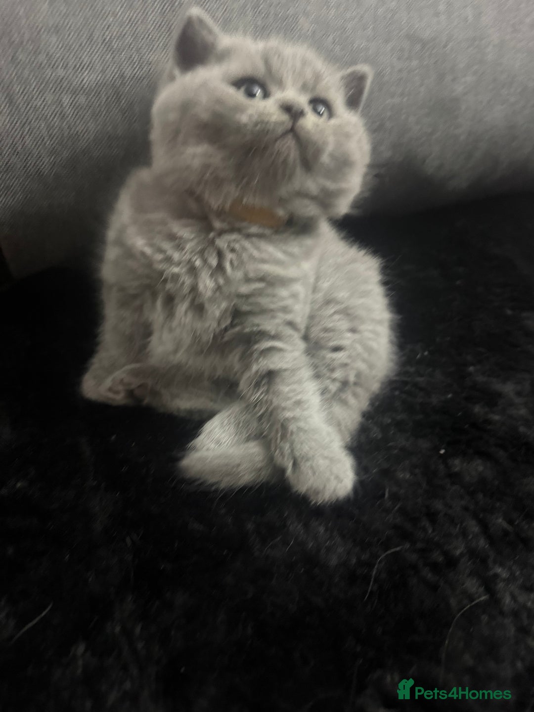 Scottish Fold cats for sale: Scottish fold kittens  - Advert 3