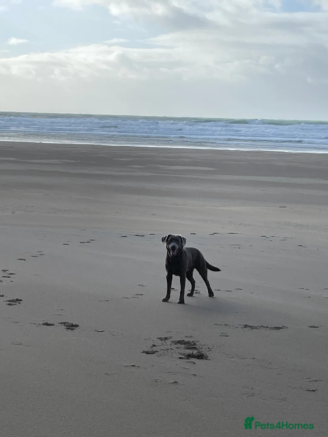 Labrador Retriever dogs for stud: Stud Silver Labrador - Advert 6