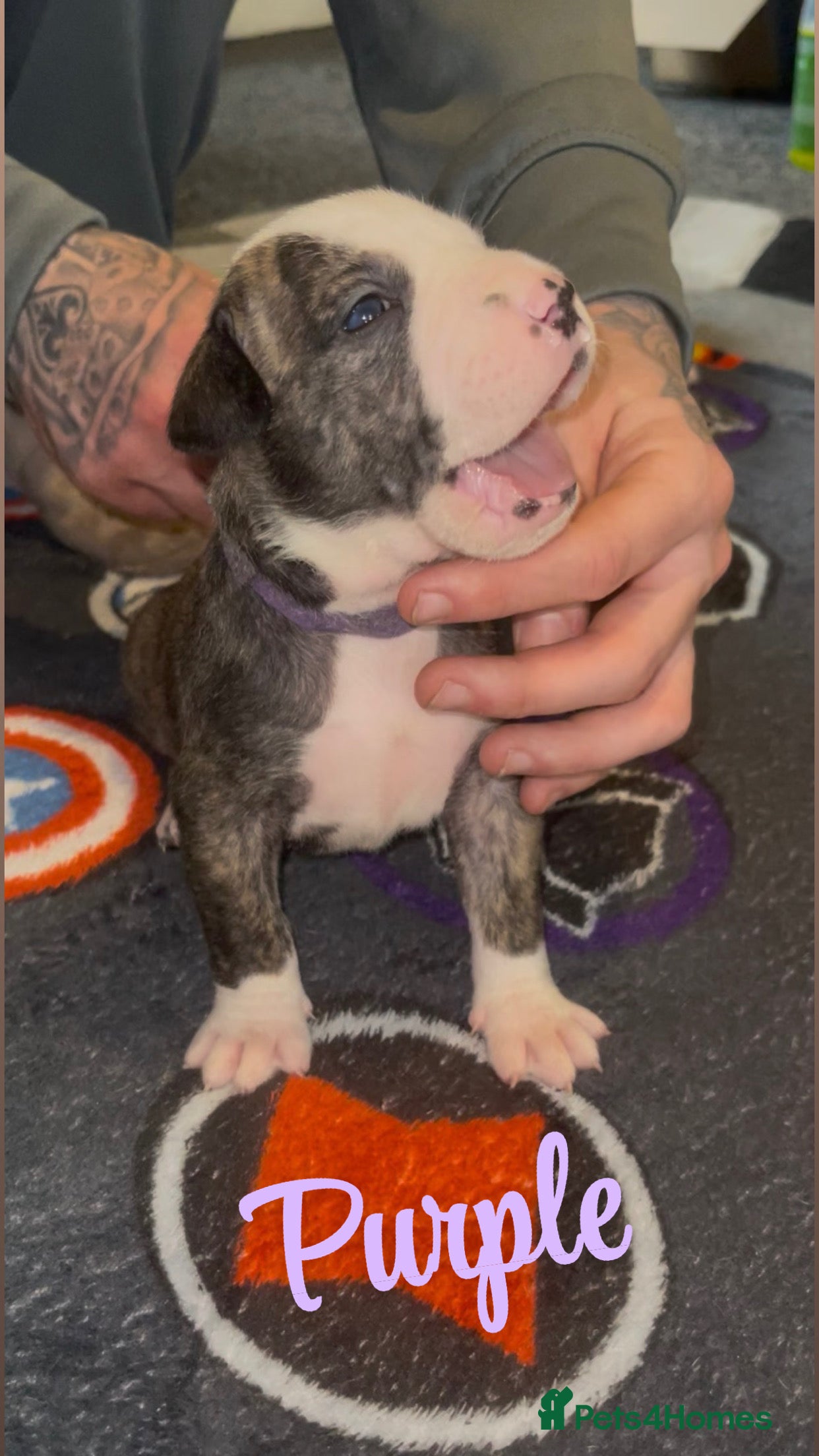 Mixed Breed dogs Old tyme English bulldog x - Advert 13