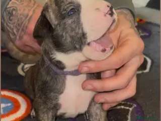 Mixed Breed dogs Old tyme English bulldog x - Advert 13