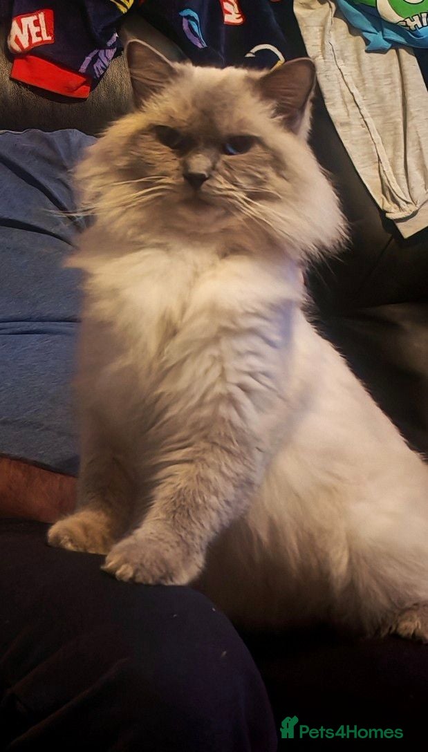 Ragdoll cats 🐾Beautiful Blue Ragdoll Looking for a Loving Home - Advert 1