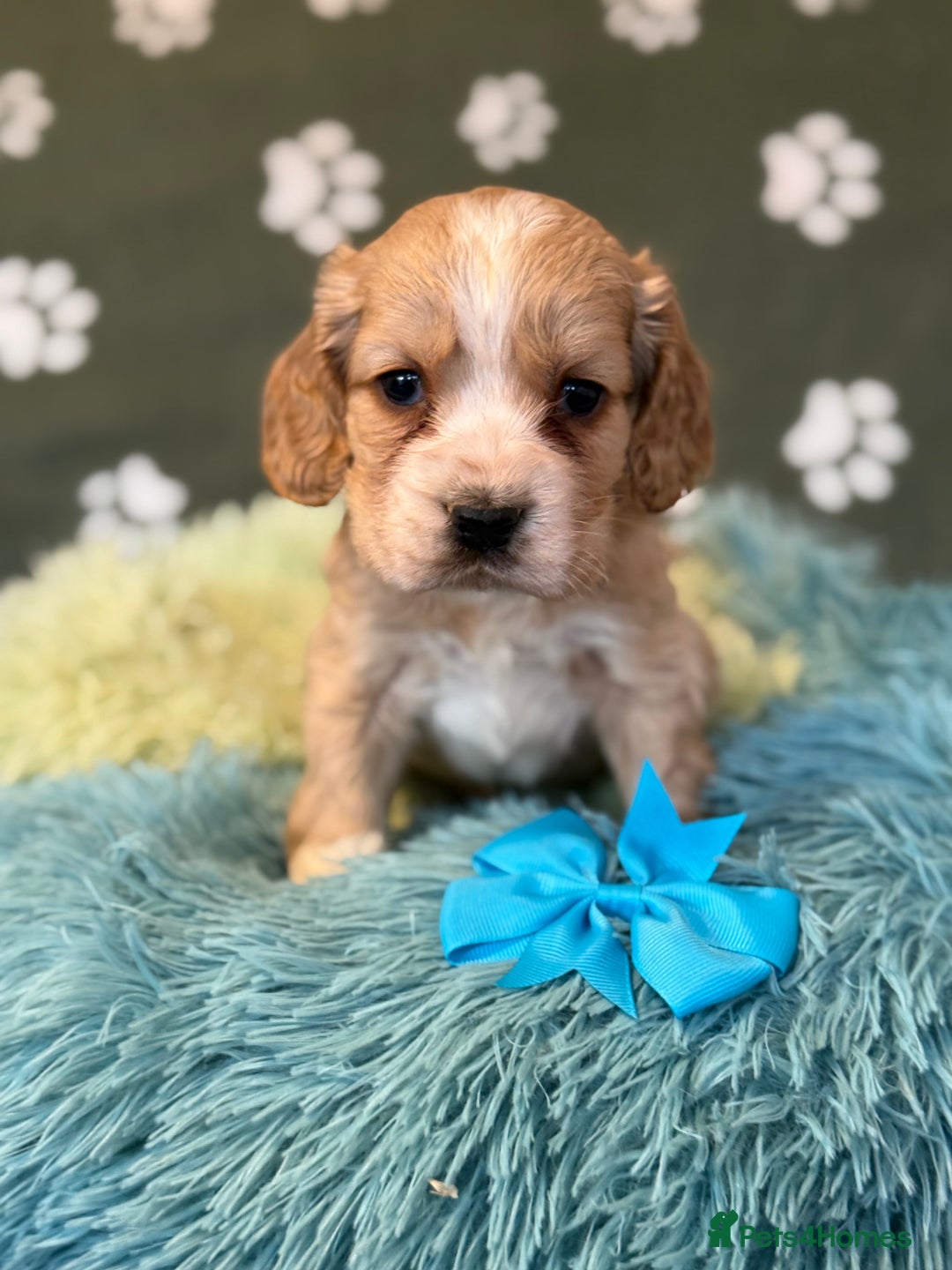 Cockapoo dogs for sale: F1 Cockapoo’s available  - Advert 21