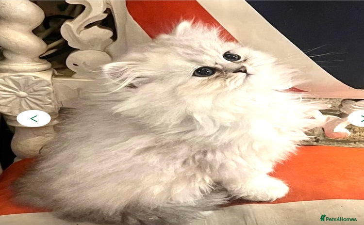 Persian cats - Advert 13