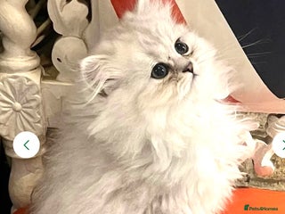 Persian cats - Advert 14