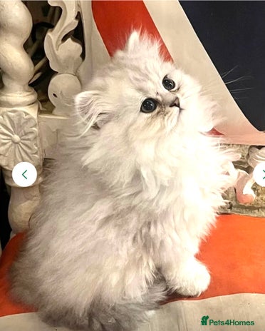 Persian cats - Advert 13