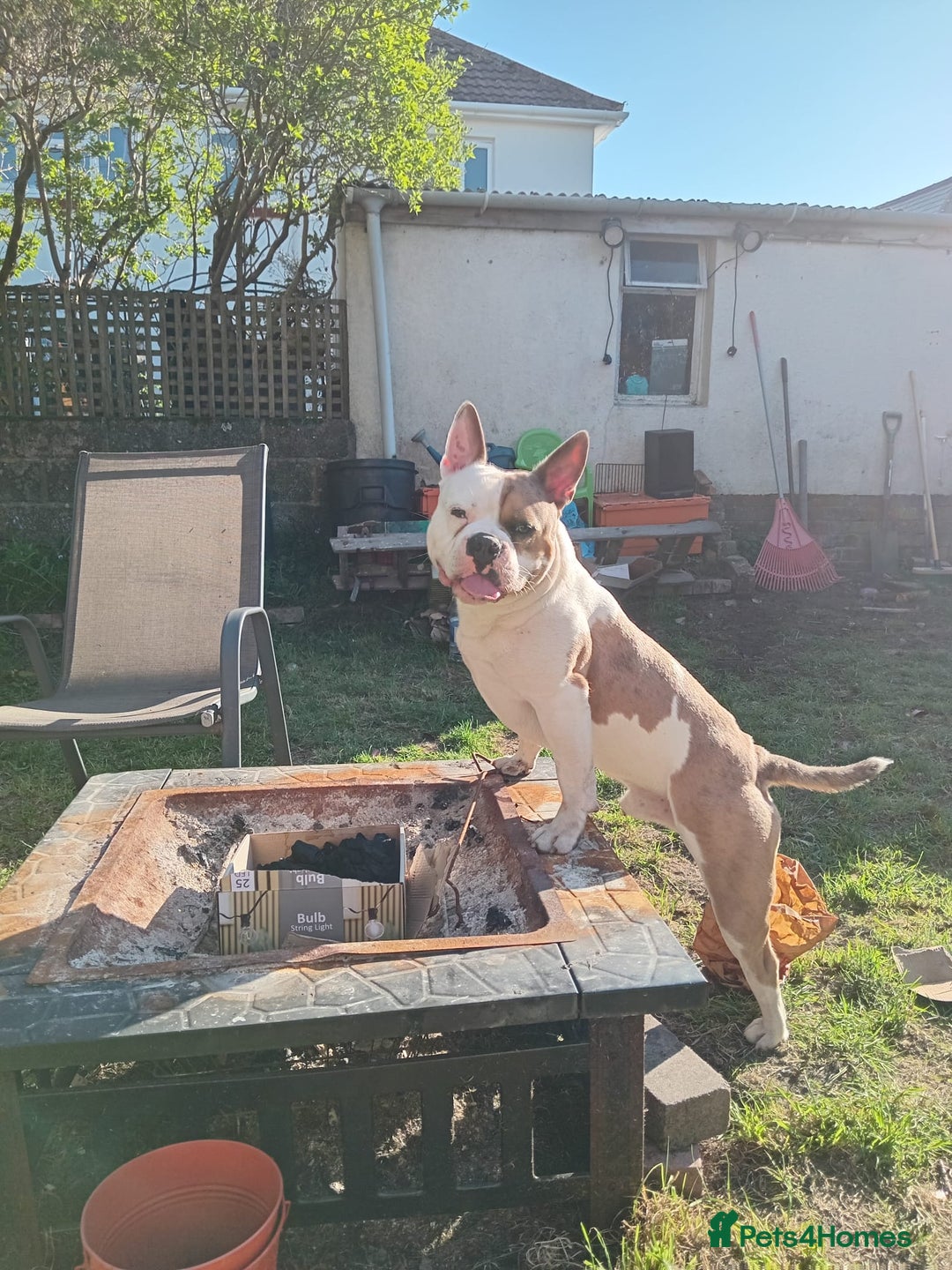 Mixed Breed dogs for sale: French bulldog cross pocket bully - Image 14