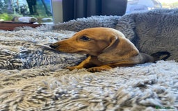 Miniature Dachshund dogs for sale: Stunning Miniature dachshund puppies  - Image 10