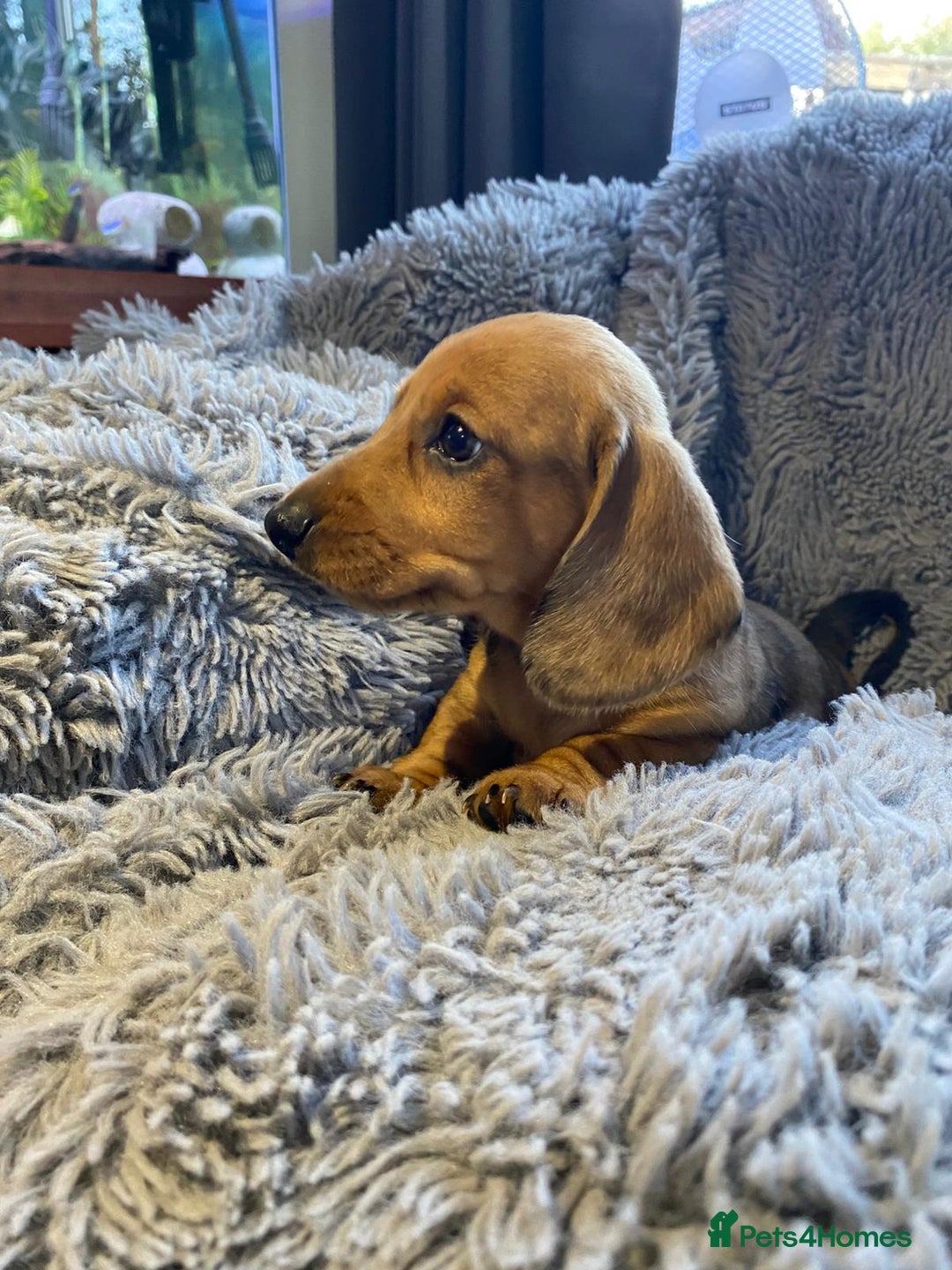 Miniature Dachshund dogs for sale: Stunning Miniature dachshund puppies  - Image 10