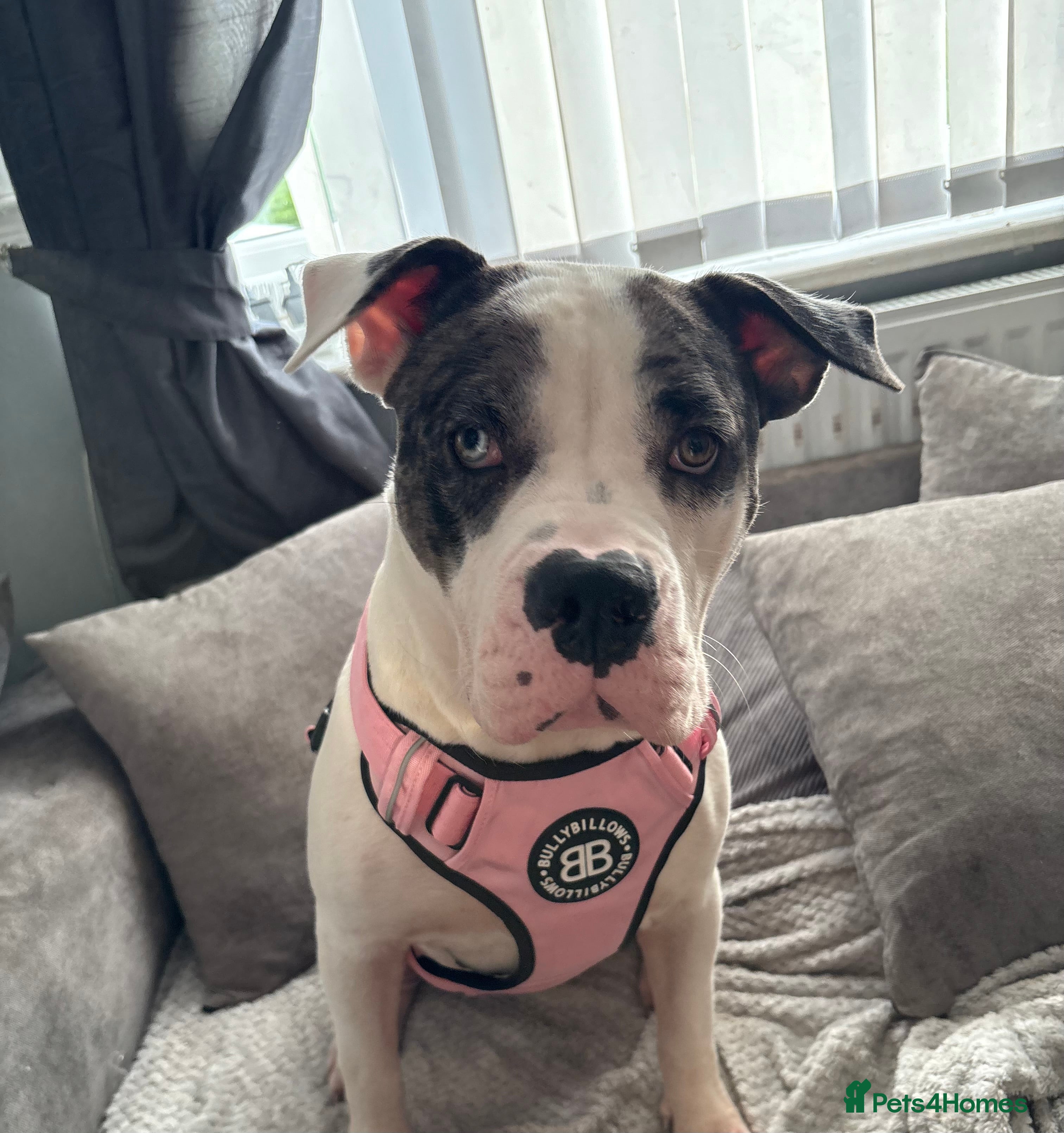 Mixed Breed dogs American bulldog - Advert 1