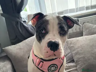 Mixed Breed dogs American bulldog - Advert 2