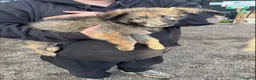 German Shepherd dogs for sale: german shepherd pups in Huntingdon - Advert 2