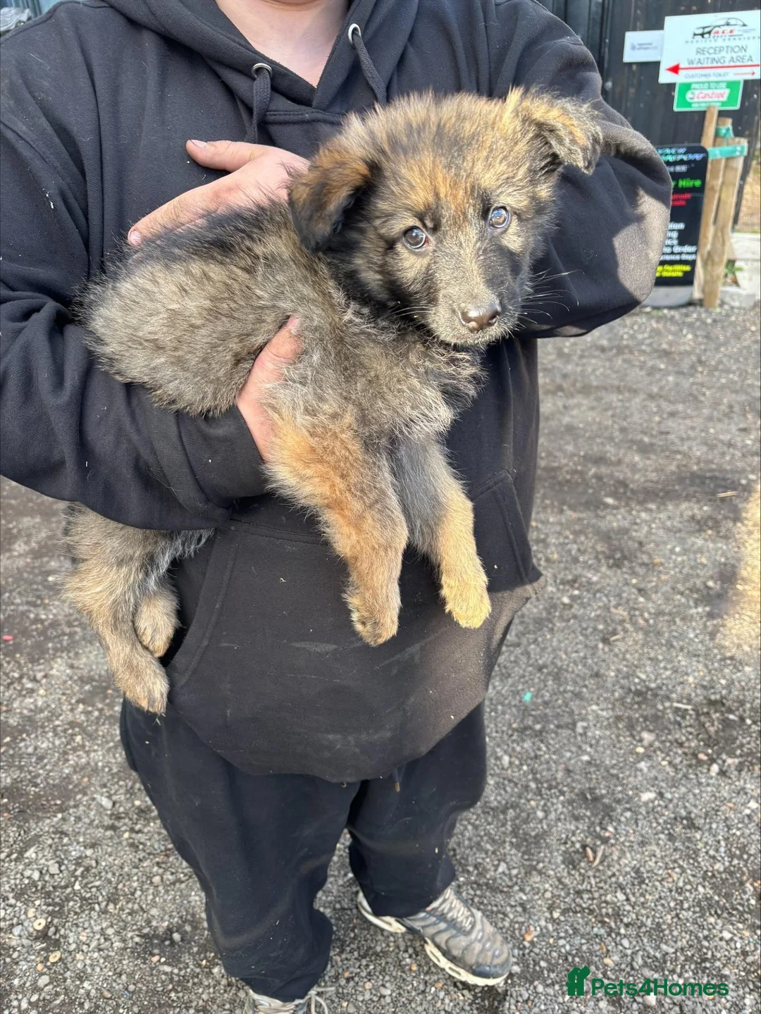 German Shepherd dogs for sale: german shepherd pups in Huntingdon - Advert 2
