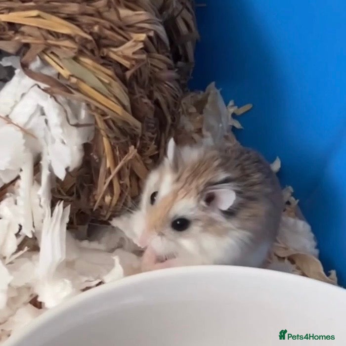 Hamster rodents 13 Month Old Roborovski Dwarf Hamster - Advert 1