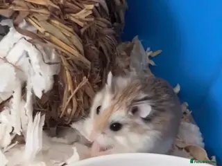 Hamster rodents 13 Month Old Roborovski Dwarf Hamster - Advert 1