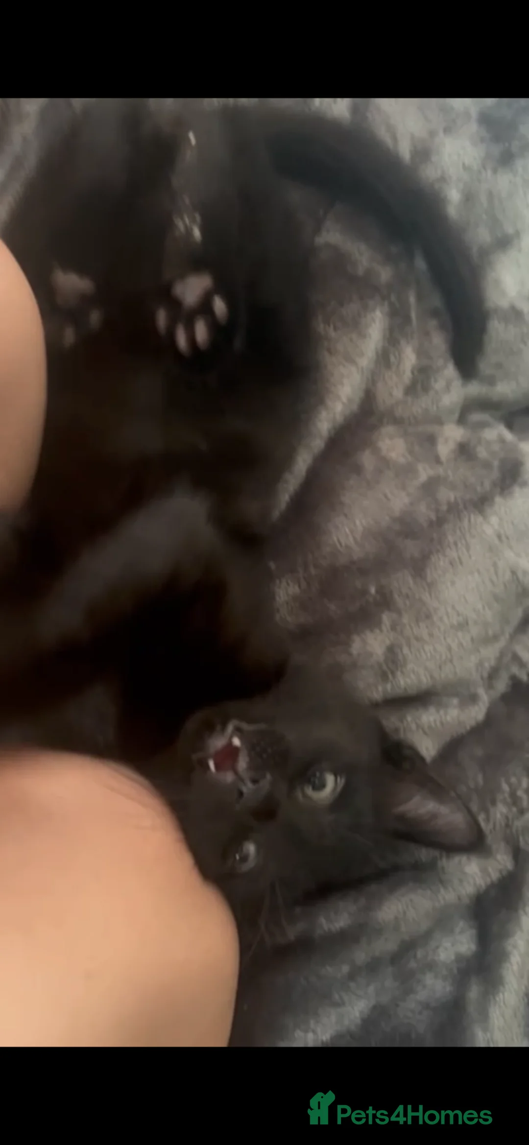 Mixed Breed cats for sale: 9 weeks old baby boy kitten - Advert 2