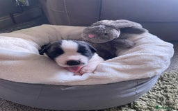 Saint Bernard dogs for sale: Stunning KC reg Saint Bernard puppies  - Image 10