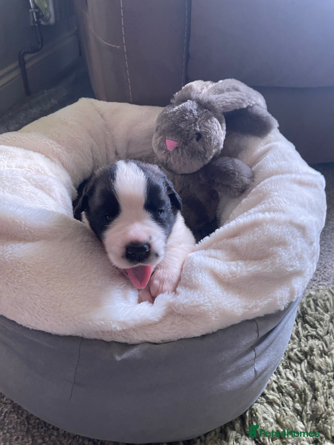 Saint Bernard dogs for sale: Stunning KC reg Saint Bernard puppies  - Image 10