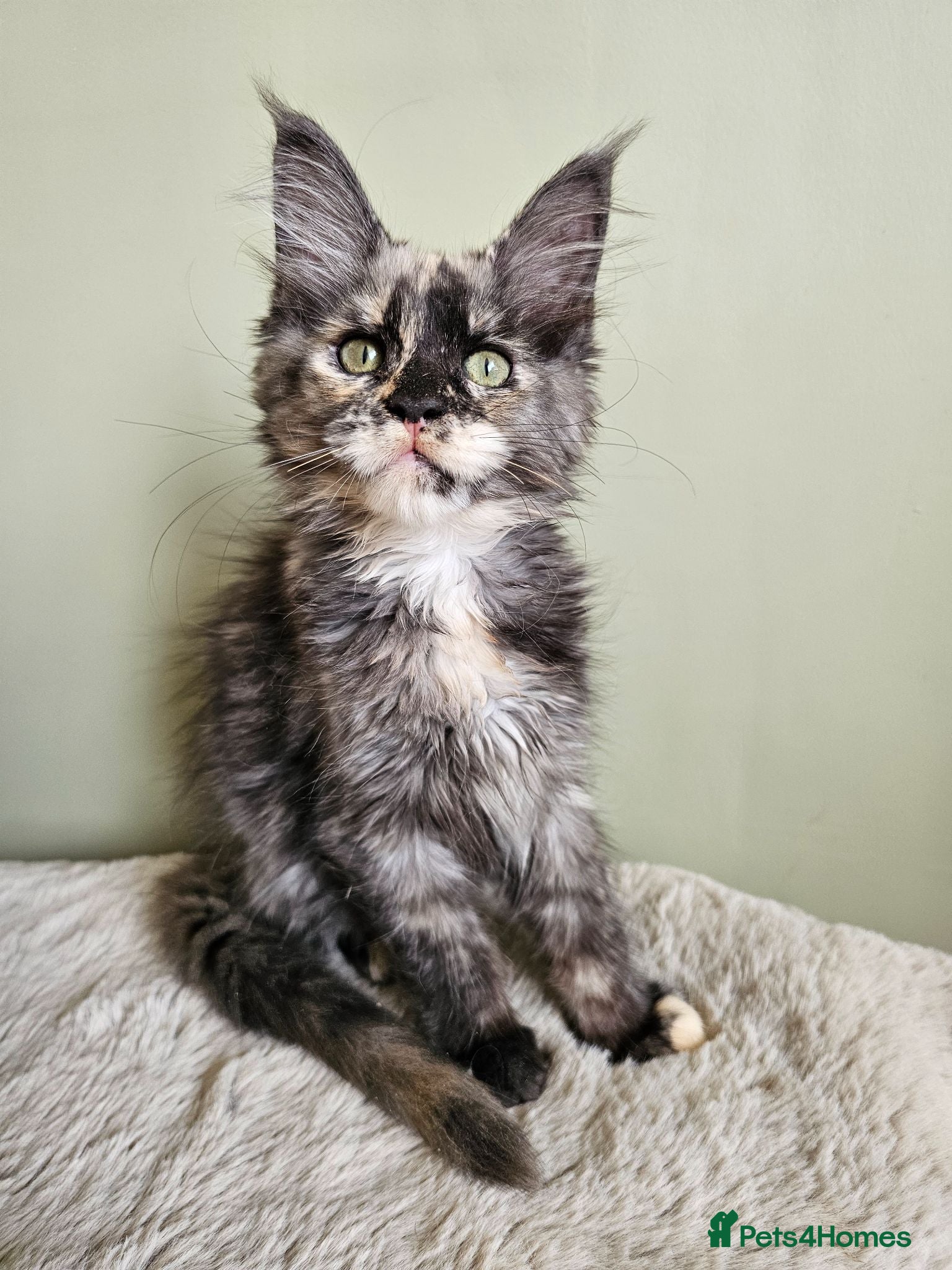 Maine Coon cats Beautiful Maine Coon kittens  - Advert 2