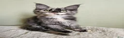 Maine Coon cats for sale: Beautiful Maine Coon kittens  - Advert 6