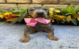 Dobermann dogs for sale: DOBERMAN PUPPIES (BOTH KC HEALTH TESTED PARENTS) - Image 27
