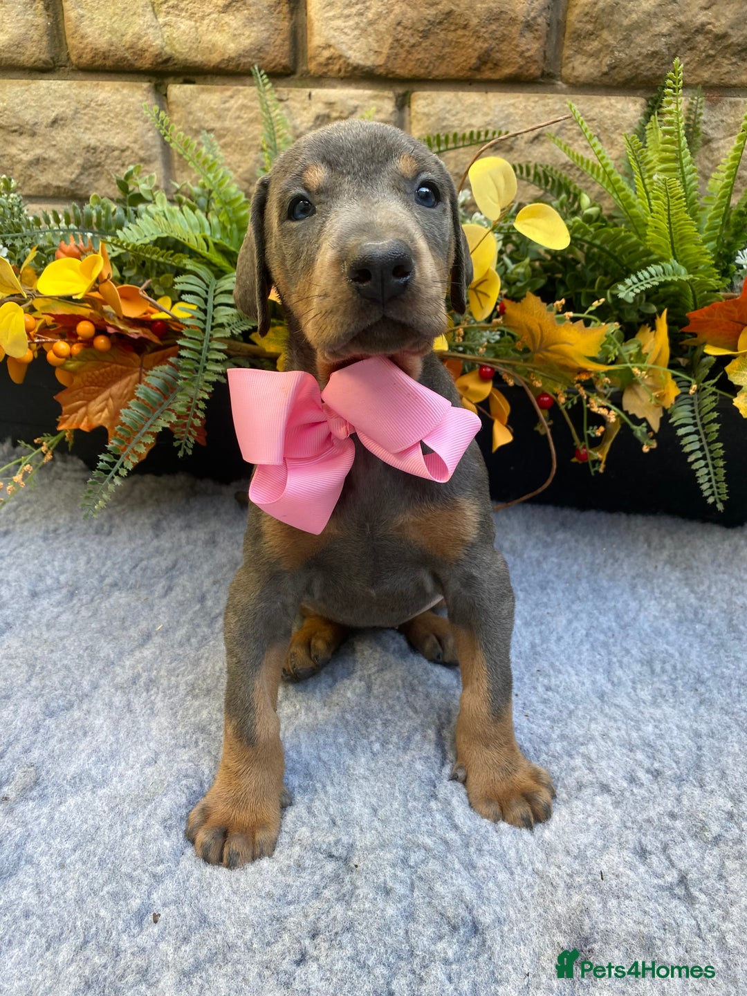 Dobermann dogs for sale: DOBERMAN PUPPIES (BOTH KC HEALTH TESTED PARENTS) - Image 27