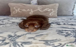 Miniature Dachshund dogs for sale: KC Championship line miniature dachshunds  - Image 24