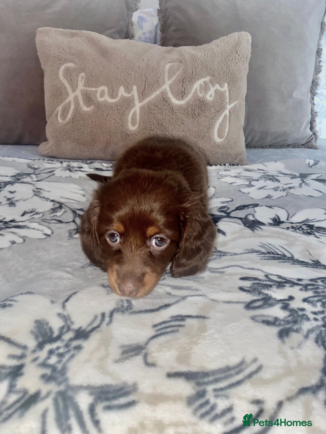 Miniature Dachshund dogs for sale: KC Championship line miniature dachshunds  - Image 24