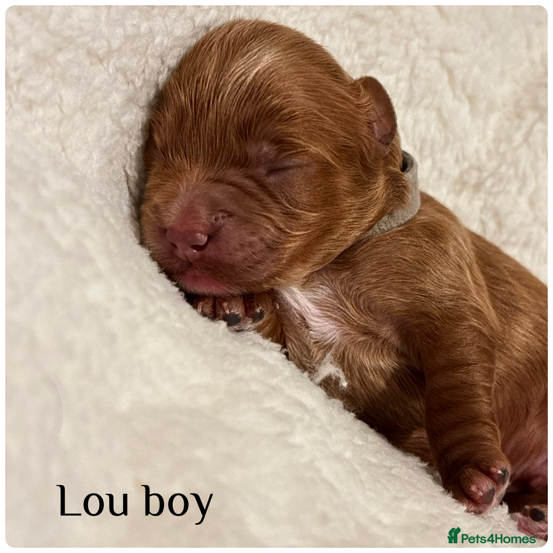 Cavapoo dogs for sale: Beautiful litter of F1 Cavapoo puppies  - Advert 11