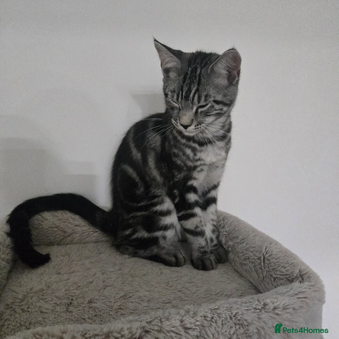 Maine Coon cats for sale: Maine coon x - Advert 8