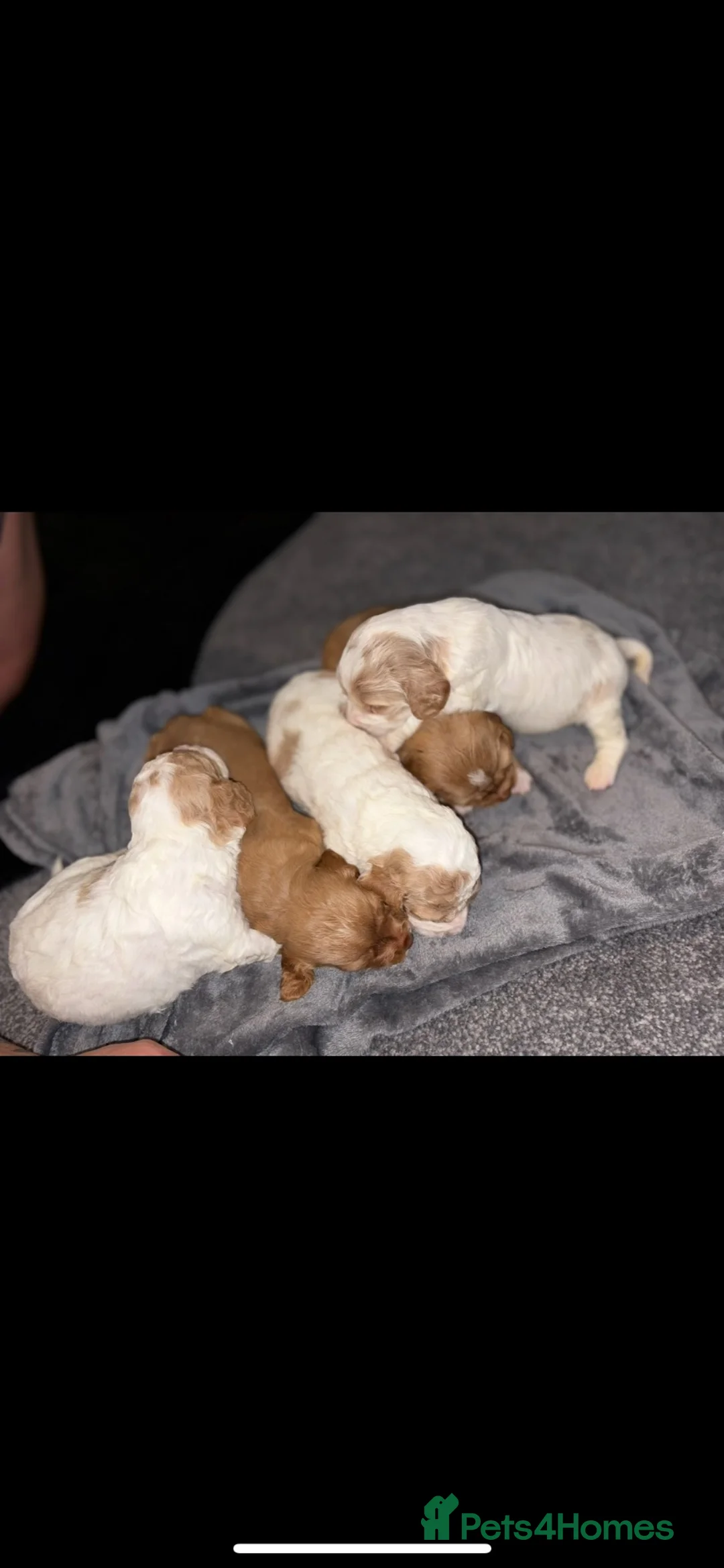 Cocker Spaniel dogs for sale: 4 girl cocker spaniels  - Advert 1