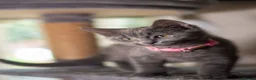 British Shorthair cats for sale: British shorthair kittens  - Advert 13