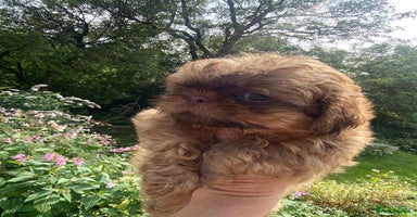 Shih Tzu dogs - Advert 8