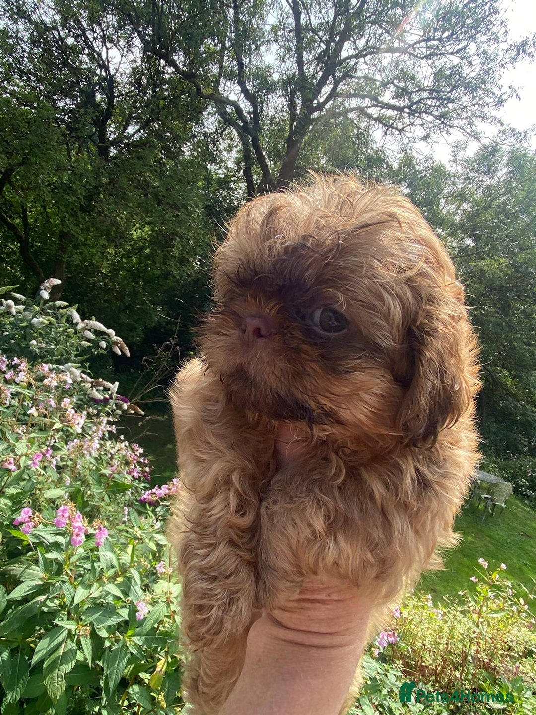 Shih Tzu dogs for sale: Beautiful karashishi shih tzu puppies  - Image 3