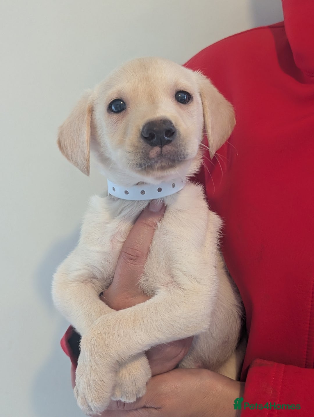 Labrador Retriever dogs for sale: KC Reg many Champion lines Drakeshead in pedigree  - Image 9